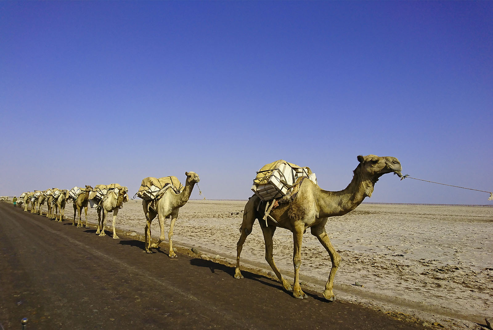 Tour travel to The Ethiopian desert of Afar